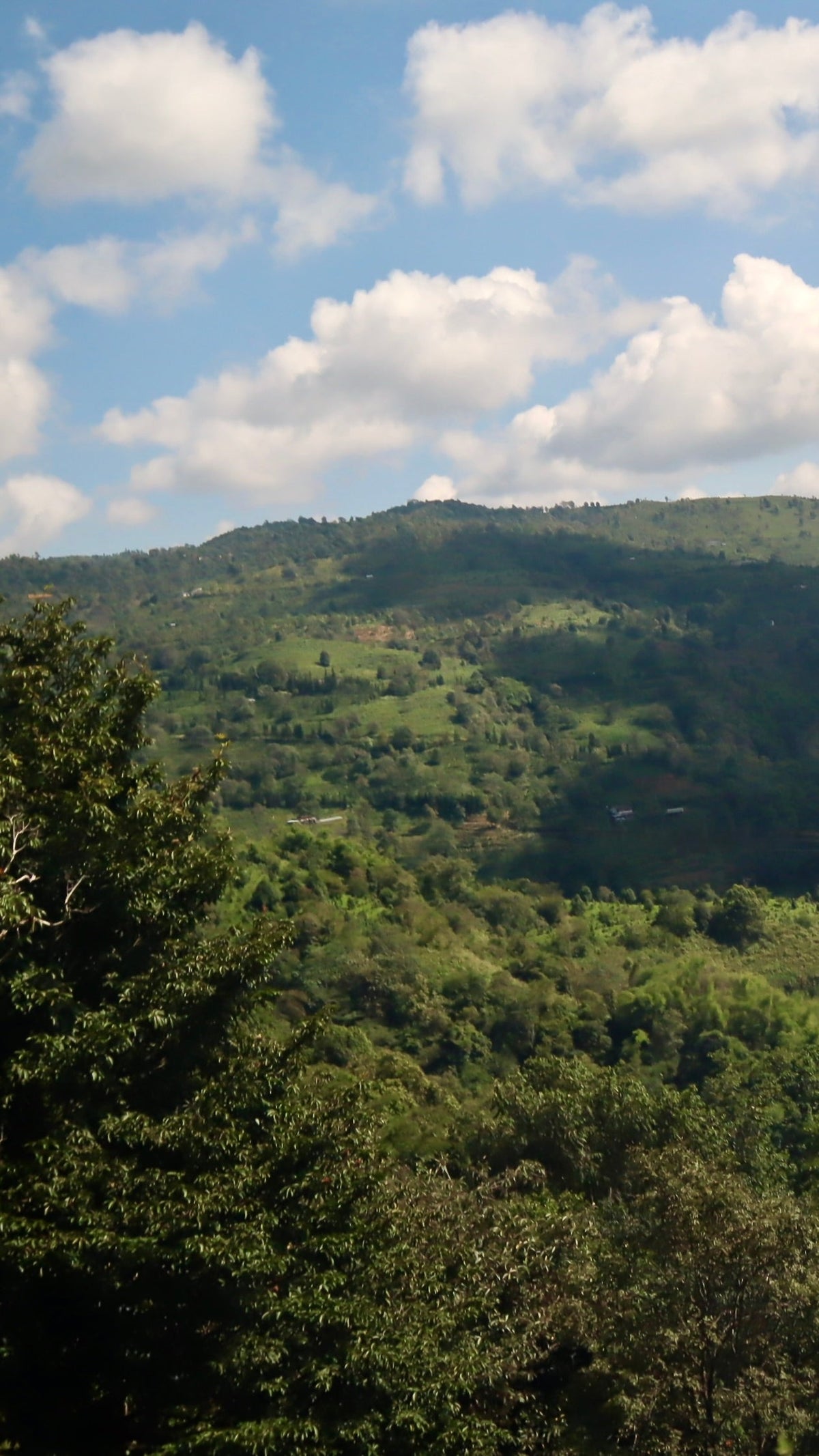 Bulangshan (布朗山)