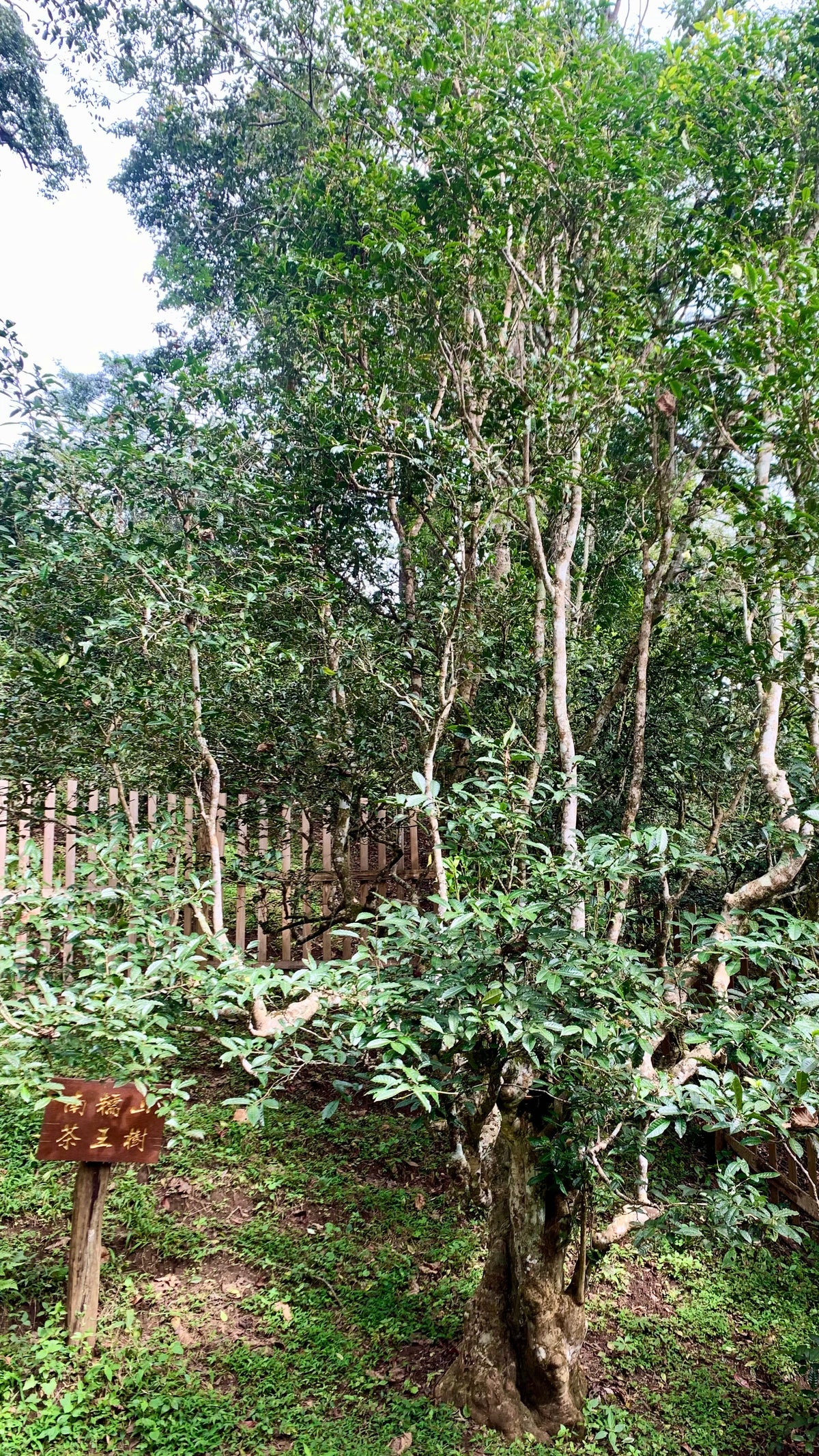Nannuoshan (南糯山)